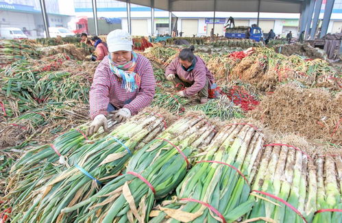 22年圆梦创城 颜值与魅力俱增，文明与发展共舞——聚焦食用农产品批发