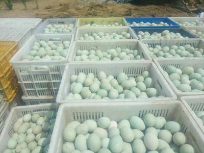 青壳红心鲜鸭蛋 优质食用农产品的批发之选